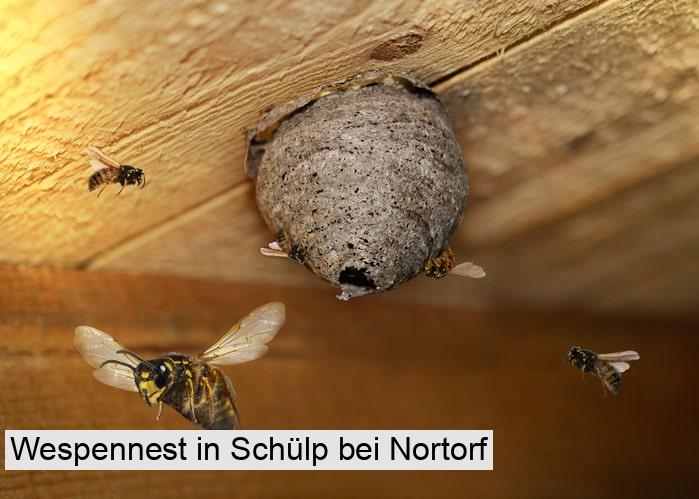 Wespennest in Schülp bei Nortorf